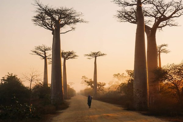 Les merveilles naturelles de Madagascar