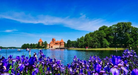 a lake with purple flowers and a castle in the background