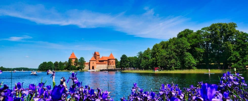 a lake with purple flowers and a castle in the background