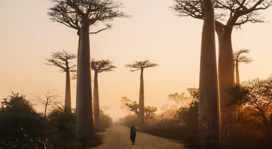 Avenue of the Baobabs, Madagascar during day