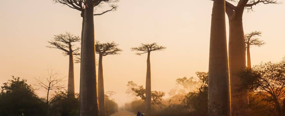 Avenue of the Baobabs, Madagascar during day