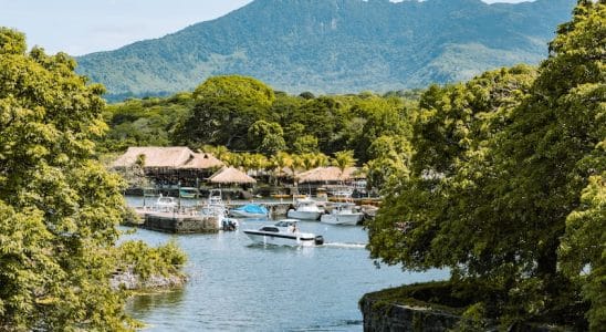 green trees near body of water during daytime