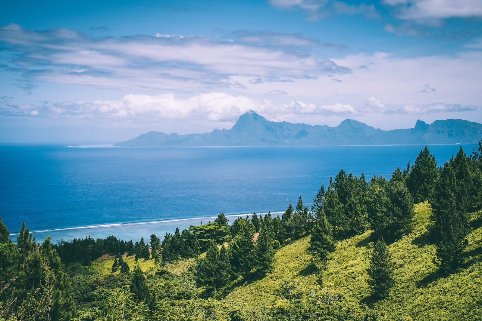 trees on mountain near ocean